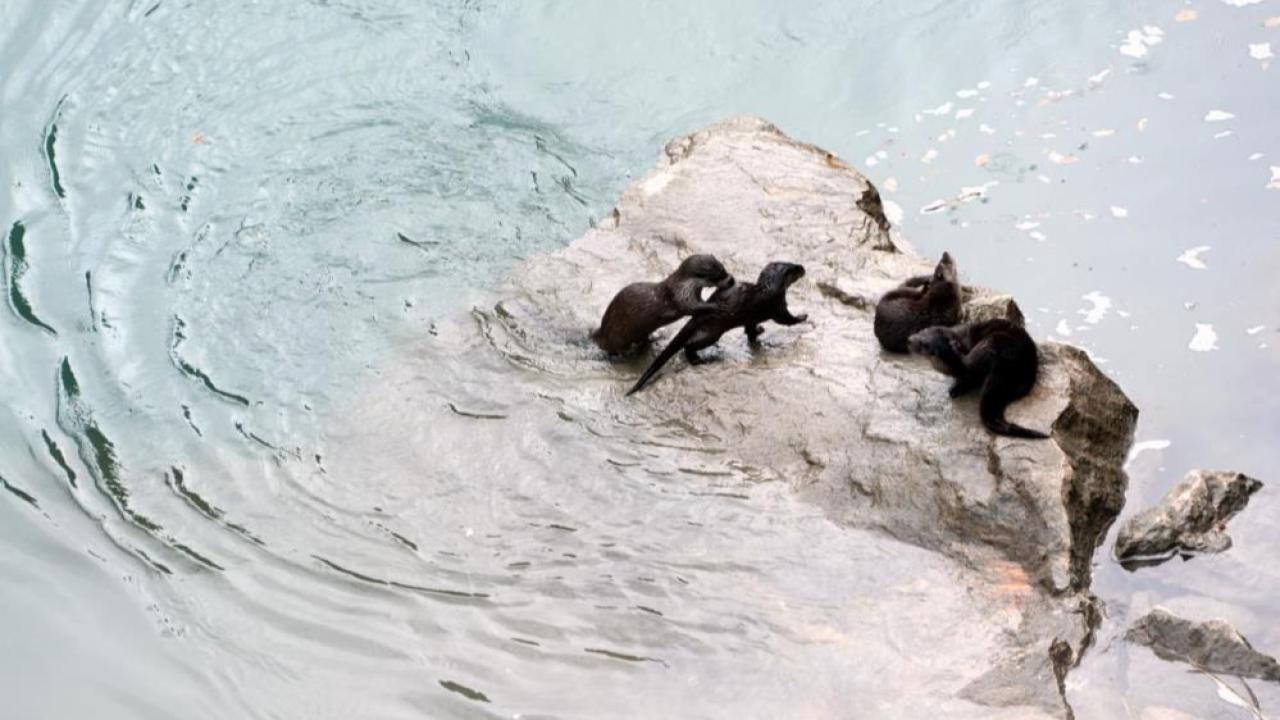 Fırat Nehri’nde su samuru görüntülendi