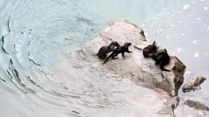 Fırat Nehri’nde su samuru görüntülendi