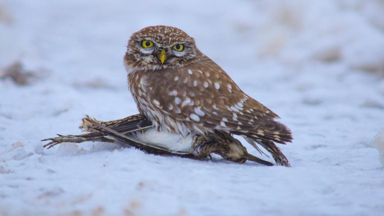 Gece avcısı bu kez gündüz ortaya çıktı!