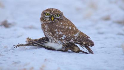 Gece avcısı bu kez gündüz ortaya çıktı!