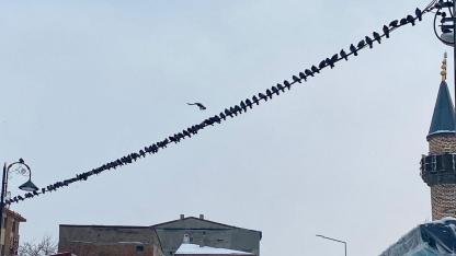 Güvercinlerin yiyecek nöbeti