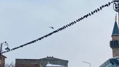 Güvercinlerin yiyecek nöbeti