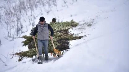 Hayvanlar kızakla taşınan yemle besleniyor