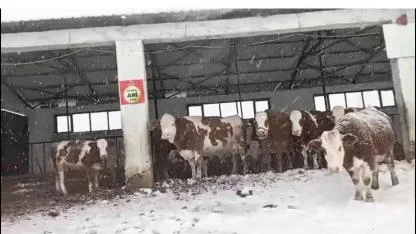 Hayvanlarını yarı açık ahır sisteminde besliyor