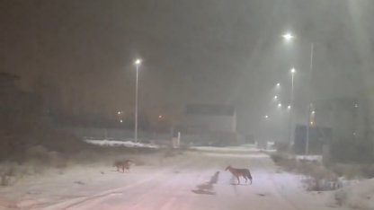 Iğdır’da kurtlar yerleşim yerlerine indi