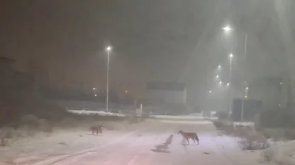 Iğdır’da kurtlar yerleşim yerlerine indi