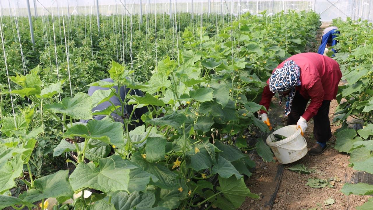 Kadın çiftçilere yüzde 50 hibeli sera desteği sağlanacak