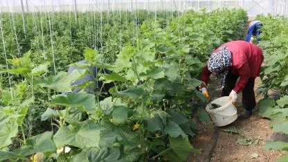 Kadın çiftçilere yüzde 50 hibeli sera desteği sağlanacak