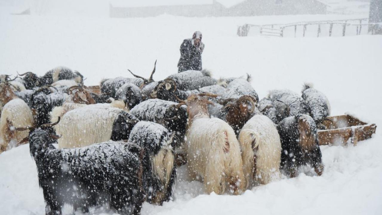 kar ve tipiye karşı besicilerin zorlu yolculuğu