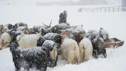 Kar ve tipiye karşı besicilerin zorlu yolculuğu