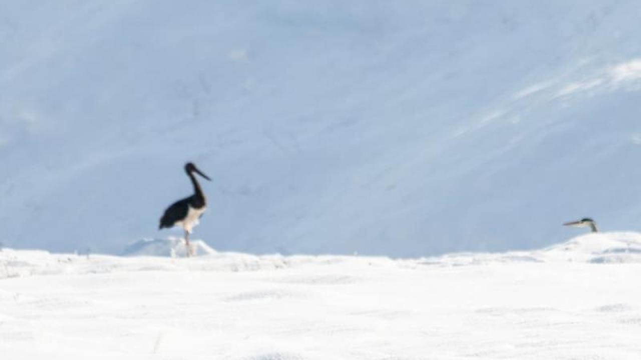 Kara leylekler kış ortasında Elazığ’da
