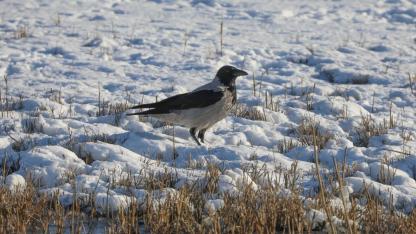 Karasu Sulak Alanı, soğuk havaya rağmen kuşları ağırlıyor