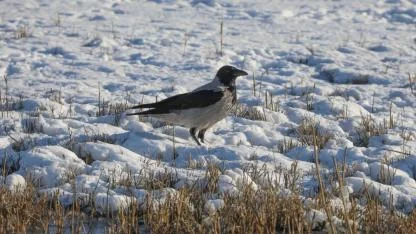 Karasu Sulak Alanı, soğuk havaya rağmen kuşları ağırlıyor