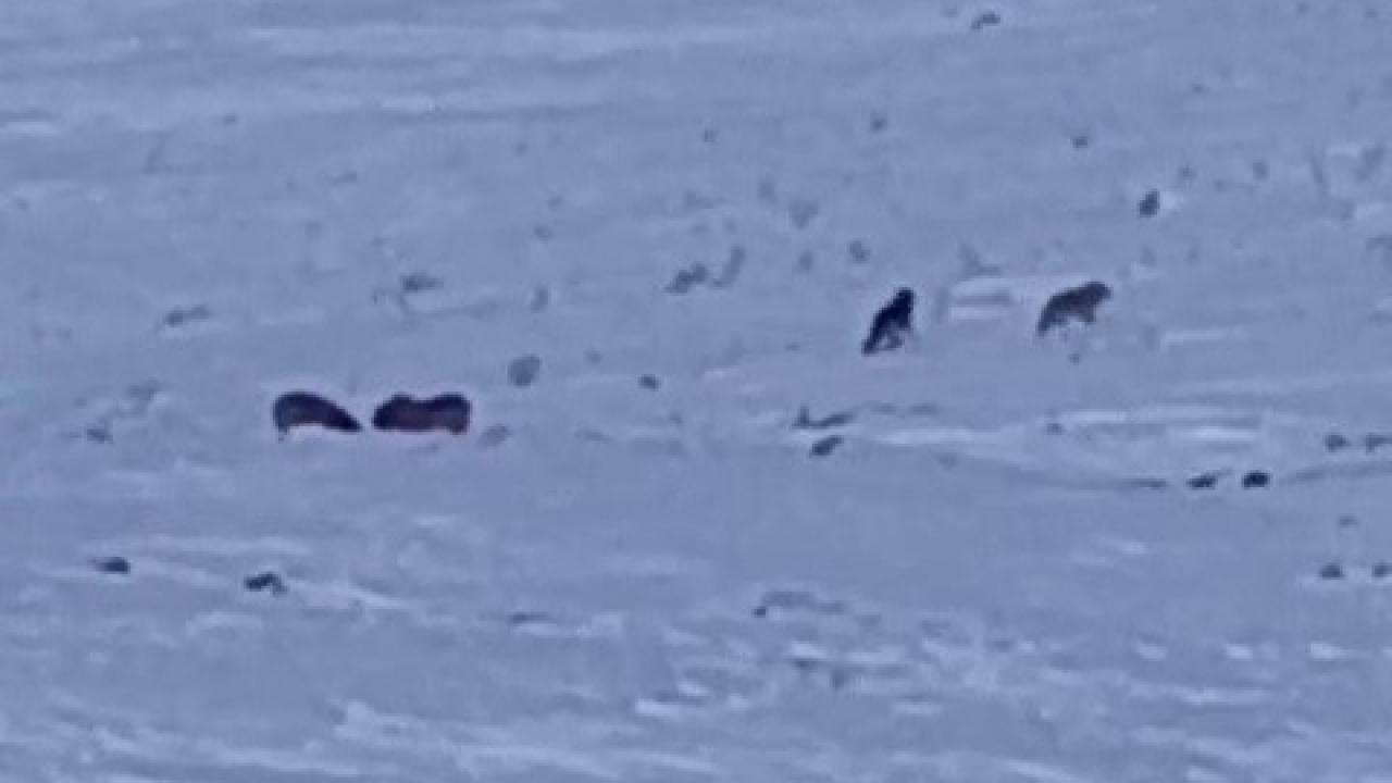 Karayazı’da gündüz vakti kurt saldırısı: Yavru köpek telef oldu