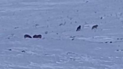 Aç kalan kurtlar yavru köpeğe saldırdı