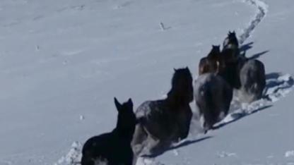 Karda mahsur kalan at ve katırlar kurtarıldı