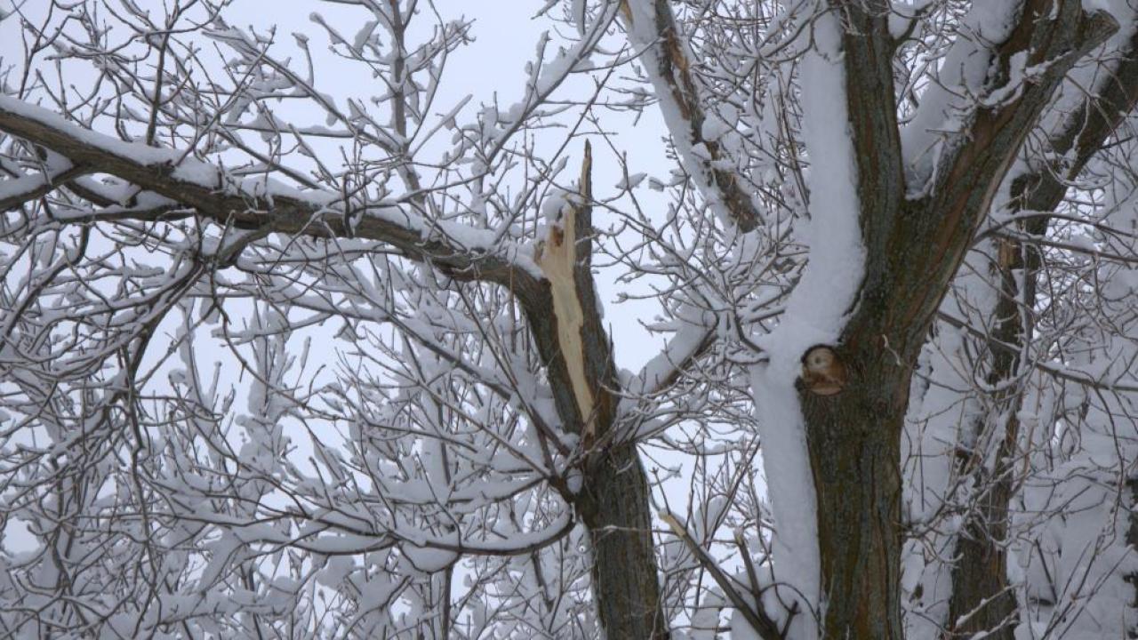 Karın ağırlığı ağaç dallarını kırdı
