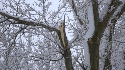 Karın ağırlığı ağaç dallarını kırdı