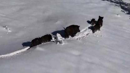 Karla kaplı alanda hareket eden domuz sürüsü kameraya yansıdı