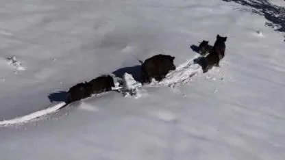 Karla kaplı alanda hareket eden domuz sürüsü kameraya yansıdı