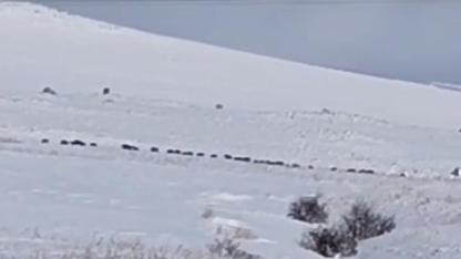 Karlı arazide ilerleyen domuz sürüsü kameraya yansıdı