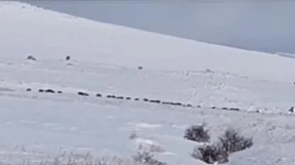 Karlı arazide ilerleyen domuz sürüsü kameraya yansıdı