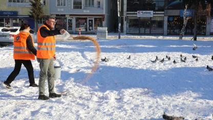 Kars Belediyesi kuşlar için yem bıraktı