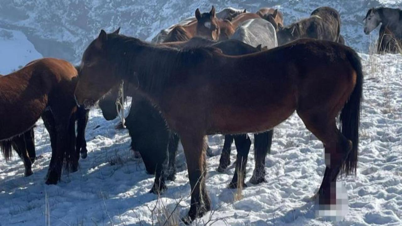 Kars’ta 15 atı ayaklarından vurdular