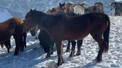 Kars’ta 15 at yaralı halde bulundu