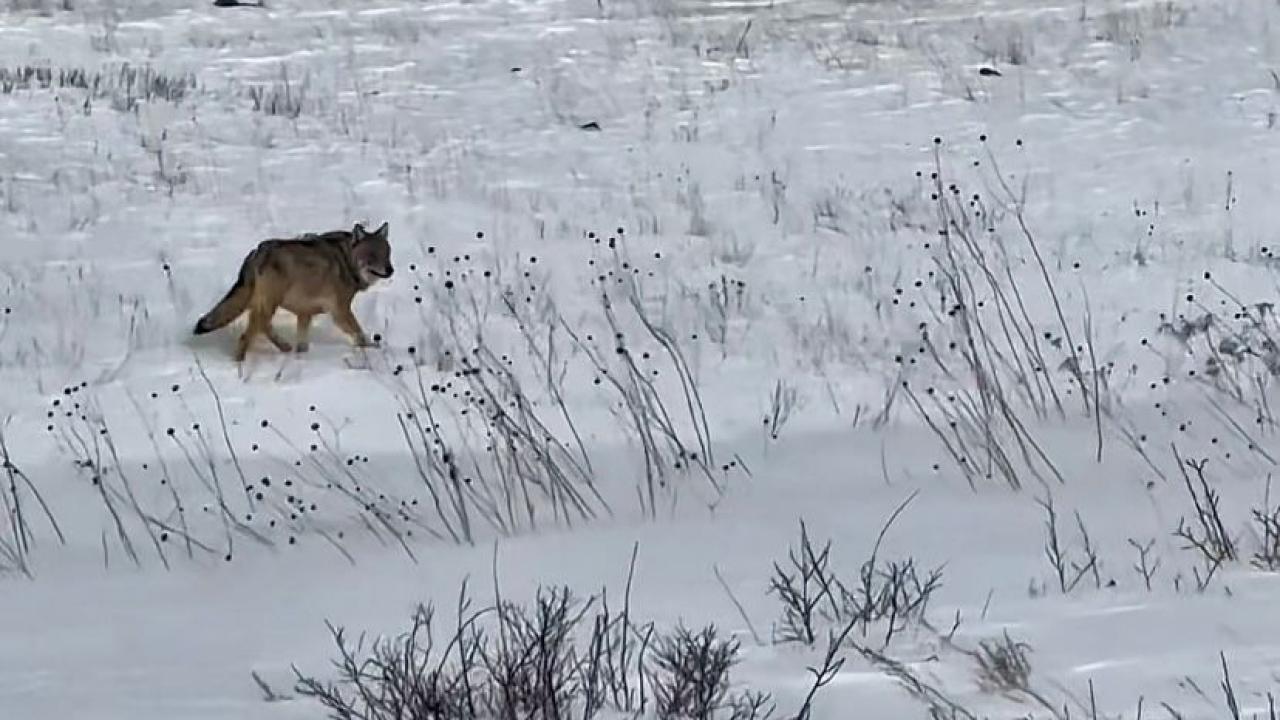 Kars’ta aç kalan kurtlar yiyecek arıyor