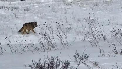Kars’ta aç kalan kurtlar yiyecek arıyor