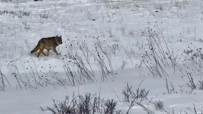 Kars’ta aç kalan kurtlar yiyecek arıyor