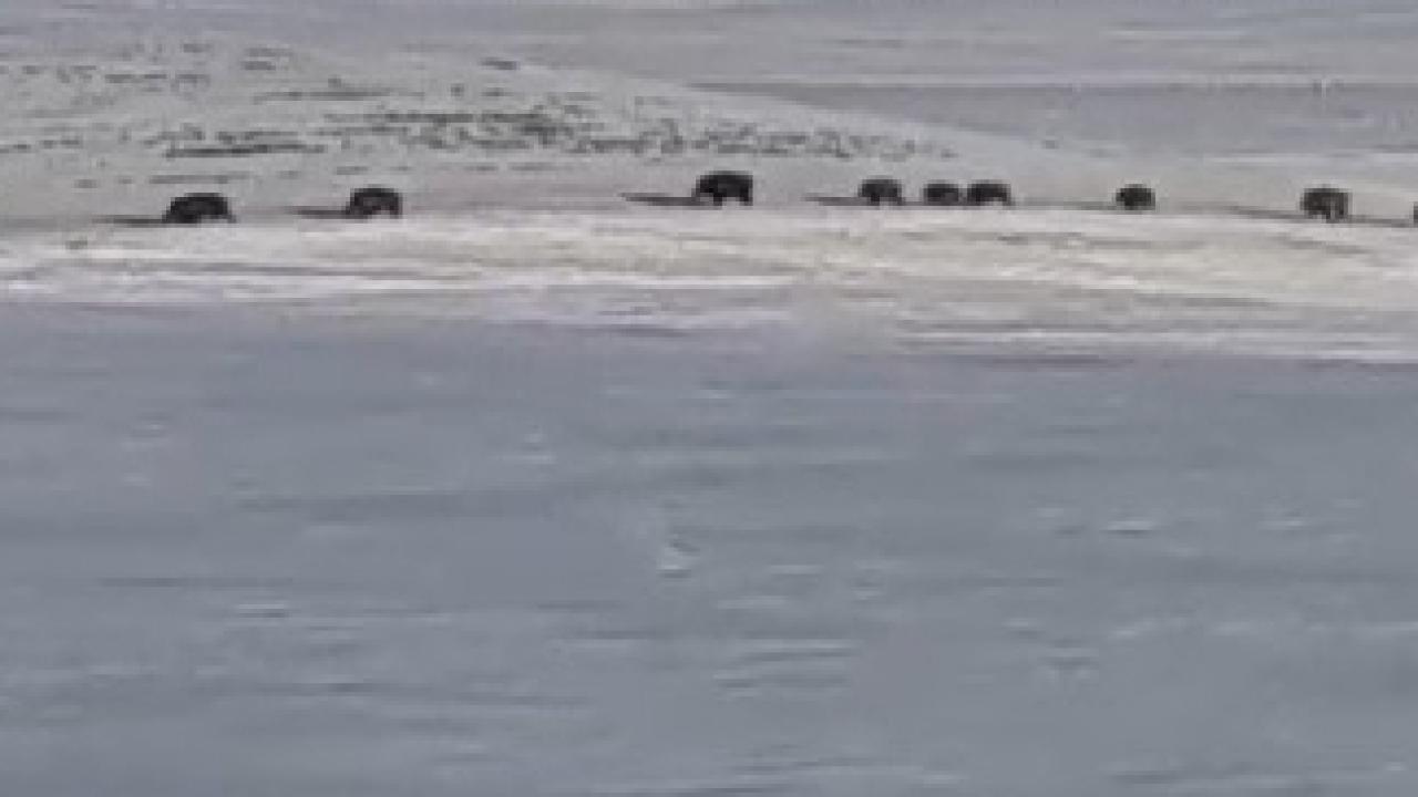 Kars’ta aç kalan yaban domuzları yerleşim yerlerine indi