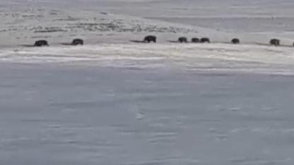 Karlı arazide yaban domuzları görüntülendi