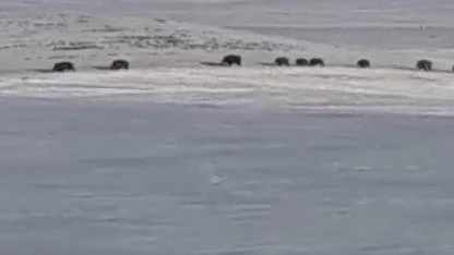 Karlı arazide yaban domuzları görüntülendi