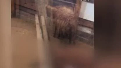 Kars'ta kurtlar 136 koyunu telef etti