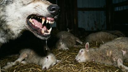 Kars'ta kurtlar 136 koyunu telef etti