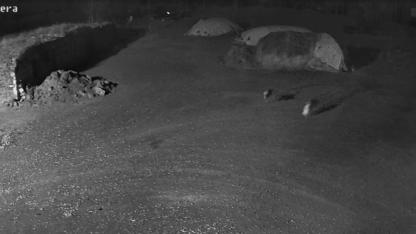 Akyaka'da kurtların köpeği kaçırdığı anlar kamerada