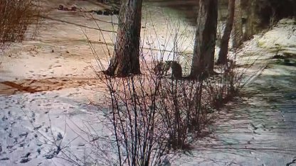 Site bahçesinde oynayan tilkiler kameraya yansıdı