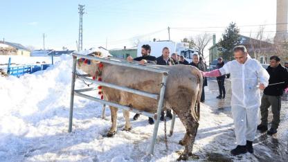 Kars’ta suni tohumlama hayvancılıkta verimi artırıyor