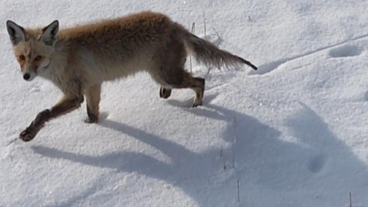 Kars’ta tilkinin dronla imtihanı: Önce baktı, sonra hızla kaçtı