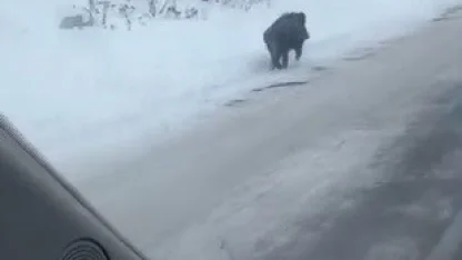 Kars’ta yaban domuzu kara yolunda görüntülendi
