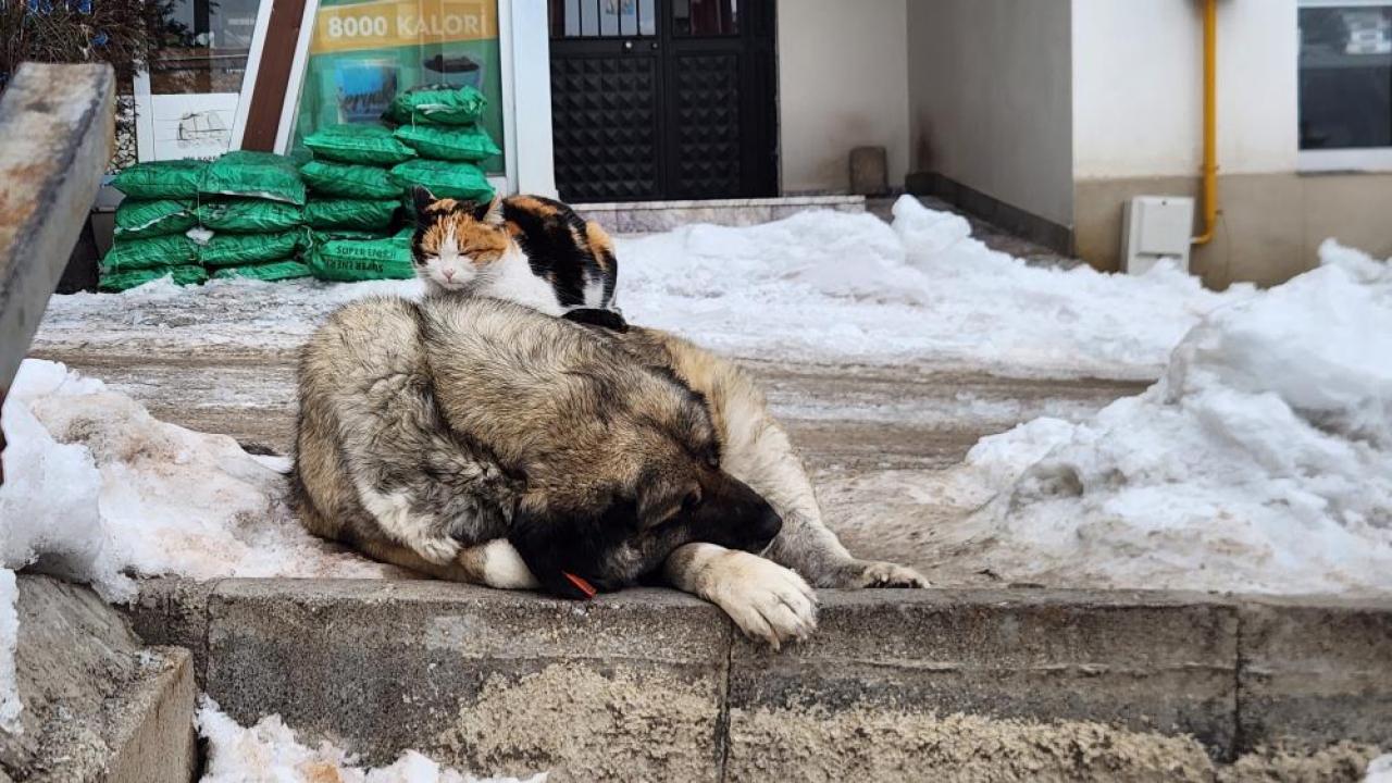 Kedi ile köpeğin yürek ısıtan anları