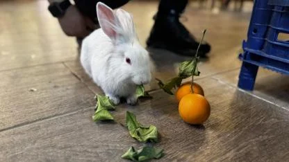 Kediden kurtarılan "Tombiş" kafenin maskotu oldu