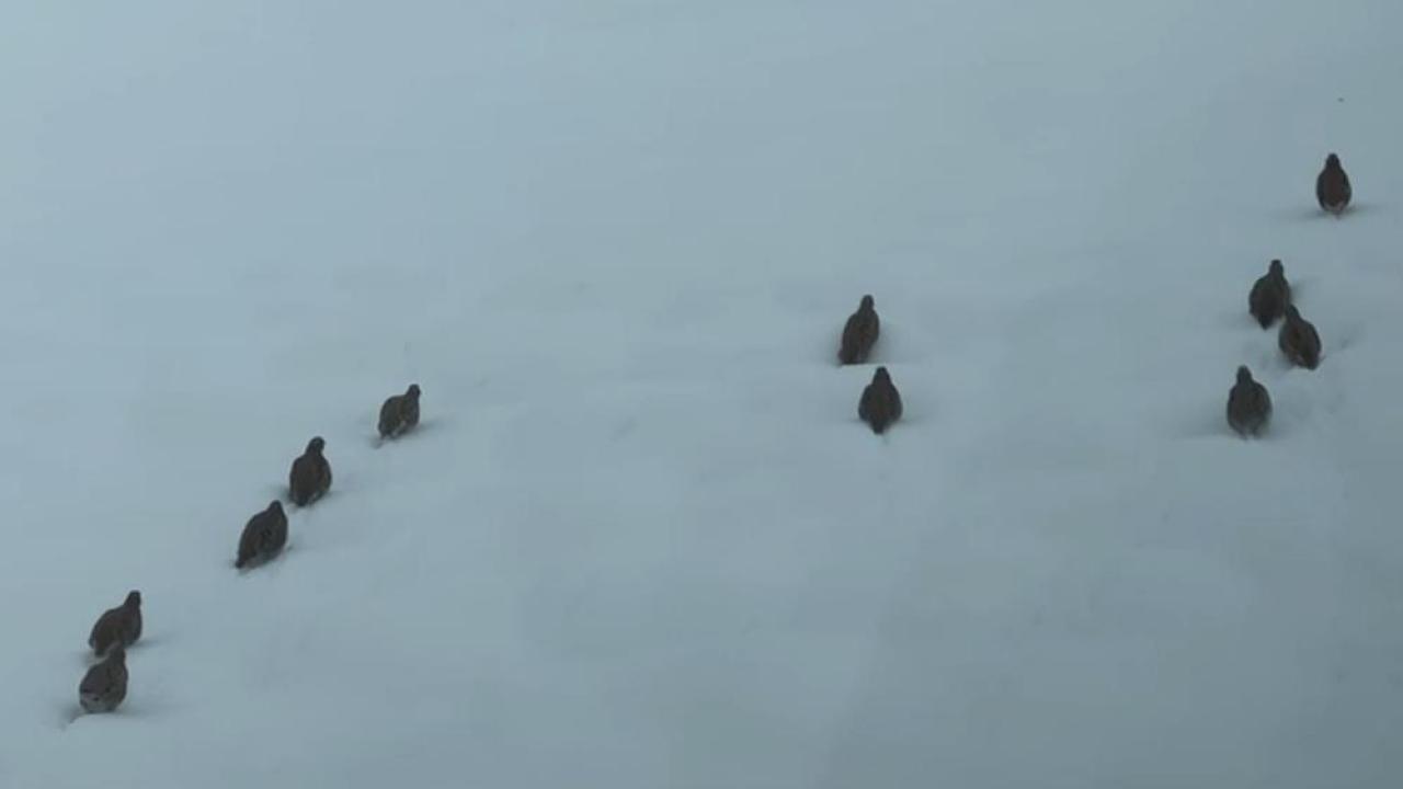 Keklik ve tavşan avına yasak