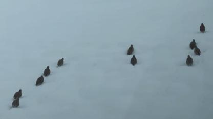 Keklik ve tavşan avına yasak