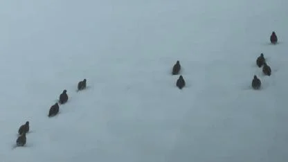 Keklik ve tavşan avına yasak