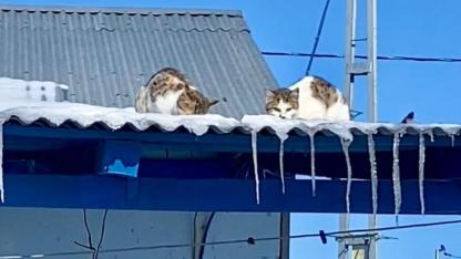 Kışın iç ısıtan manzarası