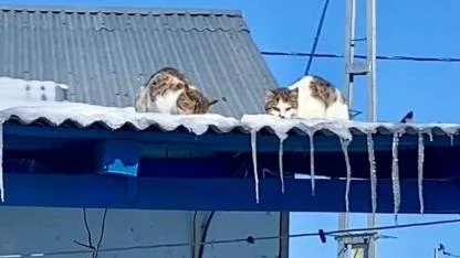 Kışın iç ısıtan manzarası