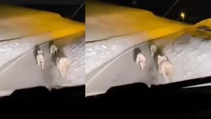 Köye inen kurt sürüsü kameraya yansıdı